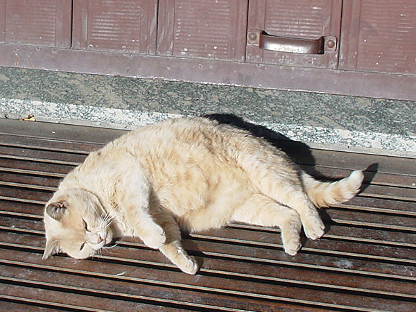 จิงเจอร์ - เจ้าแมวอ้วนสีส้ม